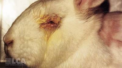 Australian Government Pledges to Ban Cosmetics Testing on Animals