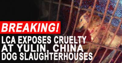 Last Chance for Animals - LCA Blog - LCA Undercover Investigation Exposes  Cruel Slaughterhouses of the Yulin Dog Meat Festival in China