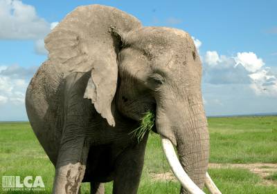Good News for Elephants! U.S. Government Bans Nearly All African Elephant Ivory Sales