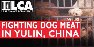LCA is On The Ground RIGHT NOW Fighting the Yulin Dog Meat Festival