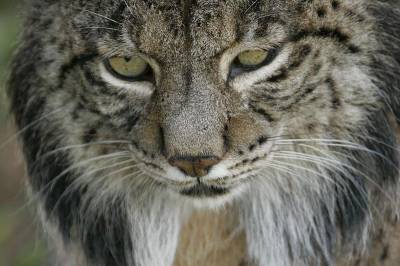 Meet the World's Most Endangered Cat