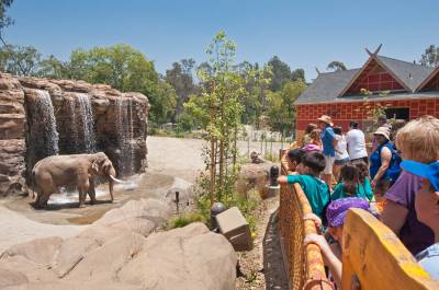 How the LA Zoo is Hurting Elephants (And What We’re Doing About It)