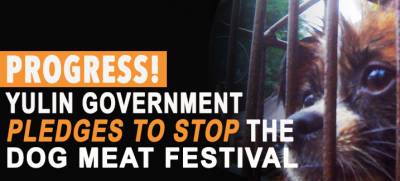 Progress in Yulin, China! Government Pledges Action to Stop Yulin Dog Meat Festival