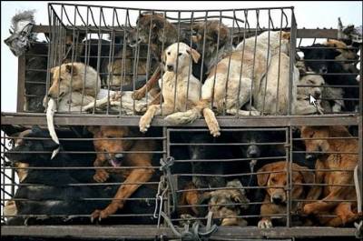 Let’s End the Yulin Dog Meat Festival