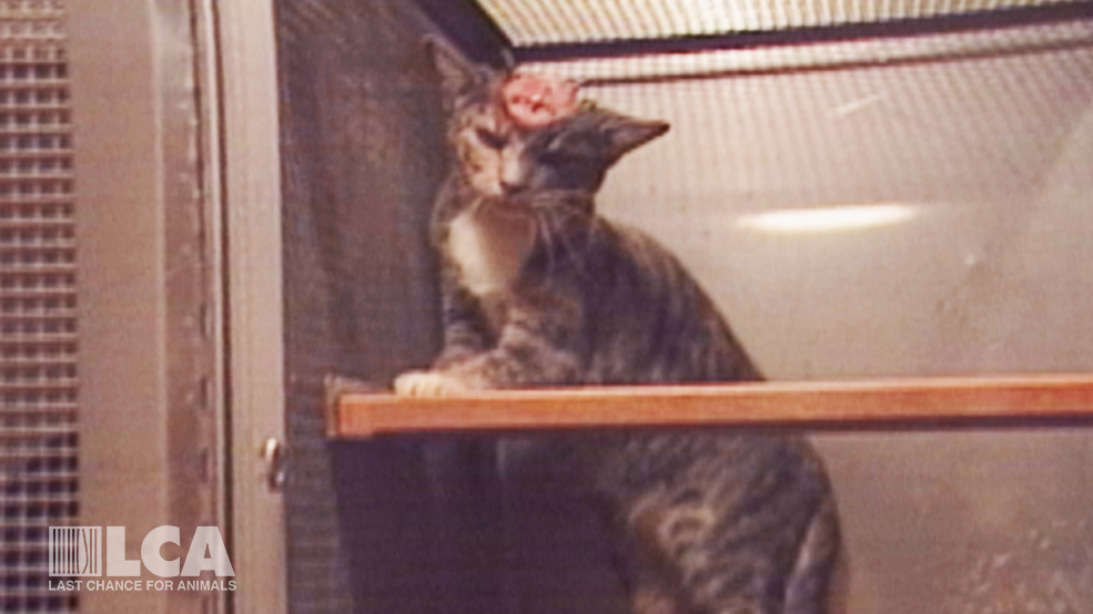 Cat with surgically-implanted device attached to brain at UCLA, 1988