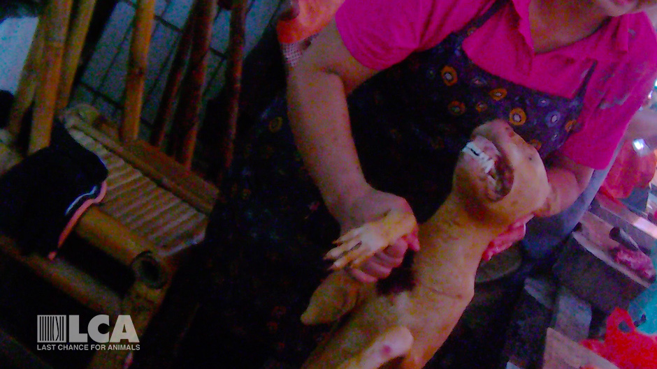 A woman holding a dead dog to be eaten at the Yulin Dog Meat Festival