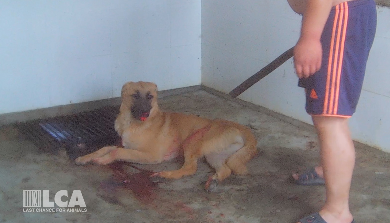 Dog clubbed in face at slaughterhouse