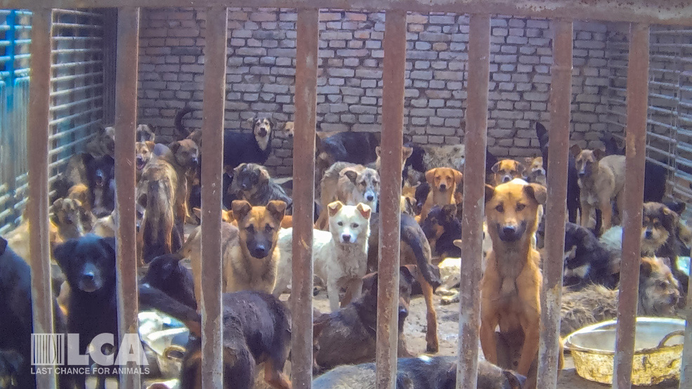 Dogs collected off the streets wait in a slaughterhouse holding pen