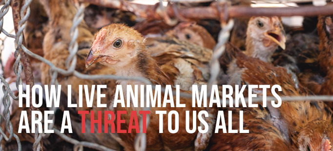 How Live Animal Markets are a Threat to us All