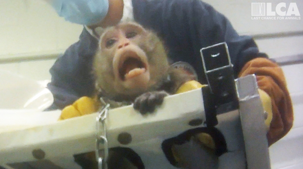 macaque chained to sling for study acclimation cropped