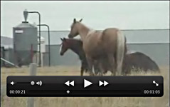 premarin video feedlots