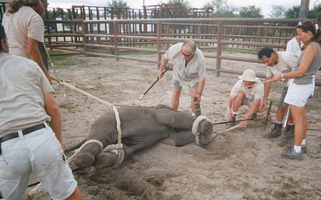 baby elephant training peta