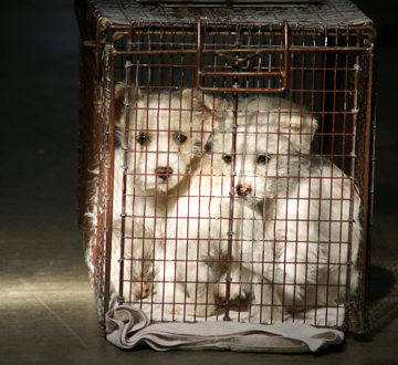 2 dogs in cage