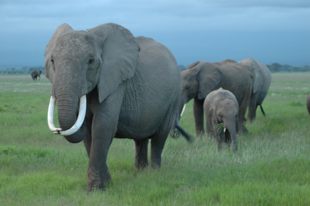 Elephants Amboseli Africa