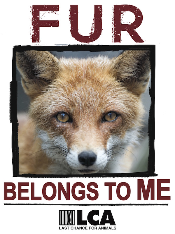 FFF Poster Cute Fox