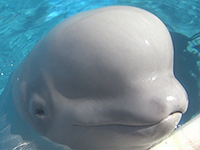 Beluga with eyes closed closeup for feeding thumb