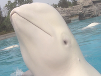 Beluga with eyes closed thumb