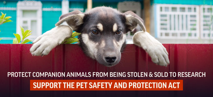 The Pet Safety and Protection Act