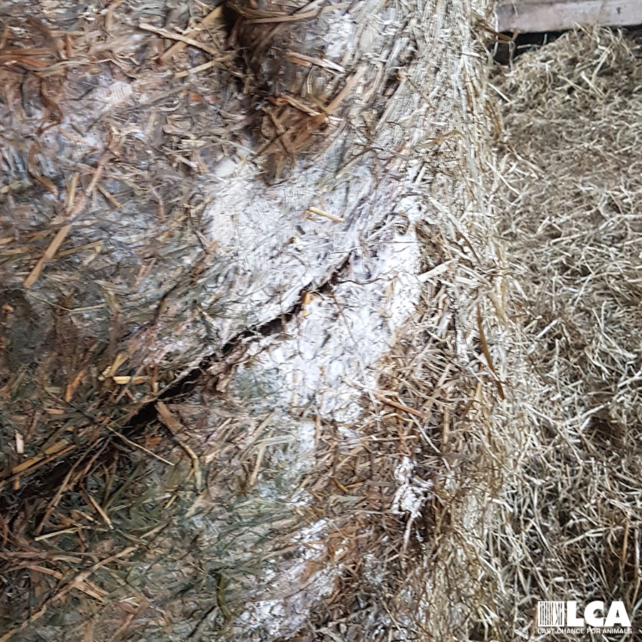 Potentially contaminated hay