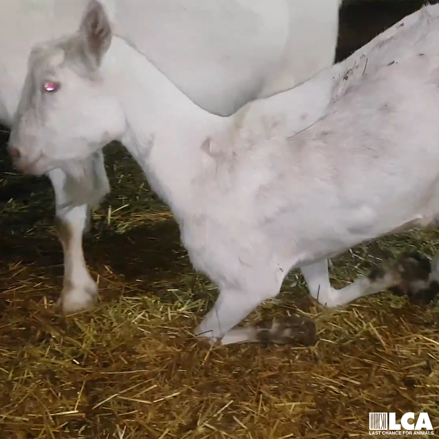 Walking on knees overgrown hooves