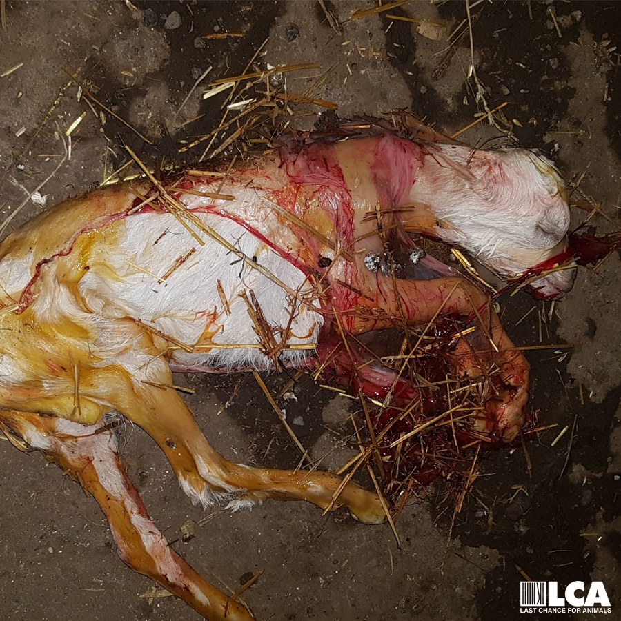 dead baby goat