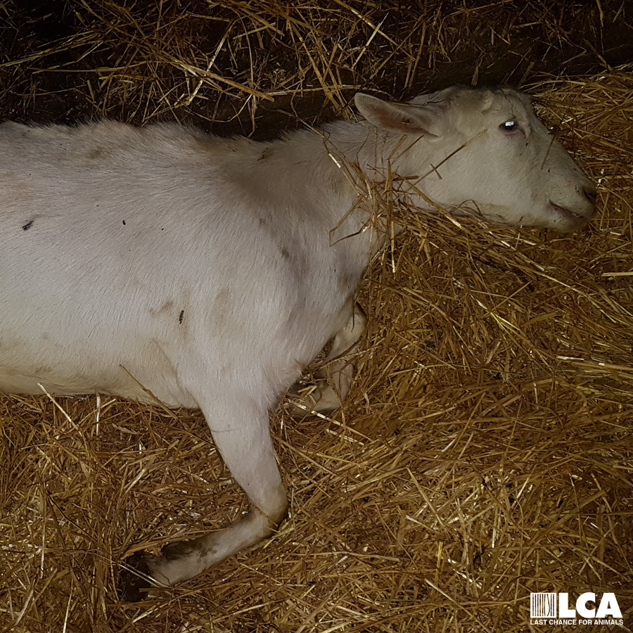 dead goat number 1297