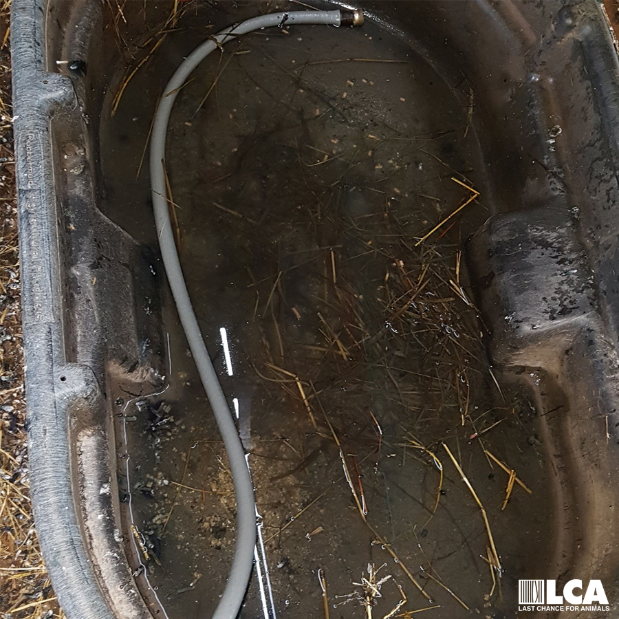 dirty drinking water