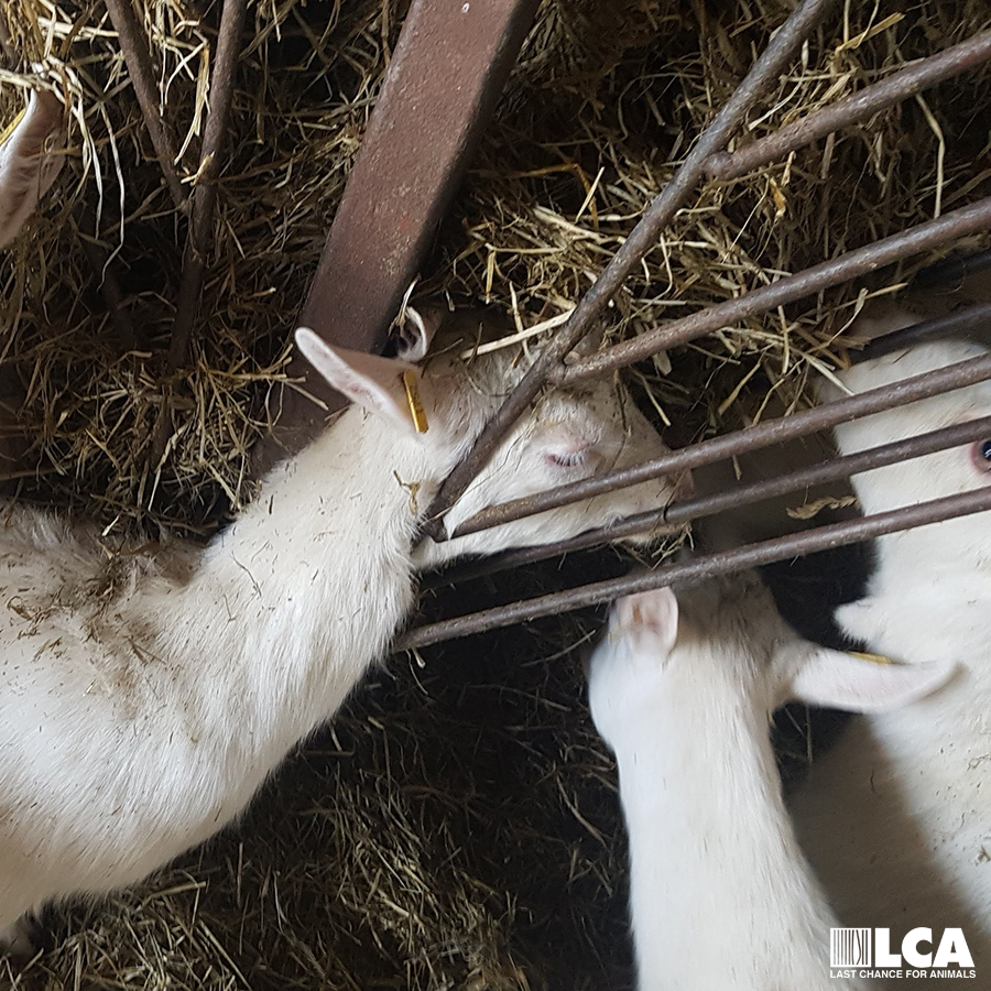 goat caught in fencing