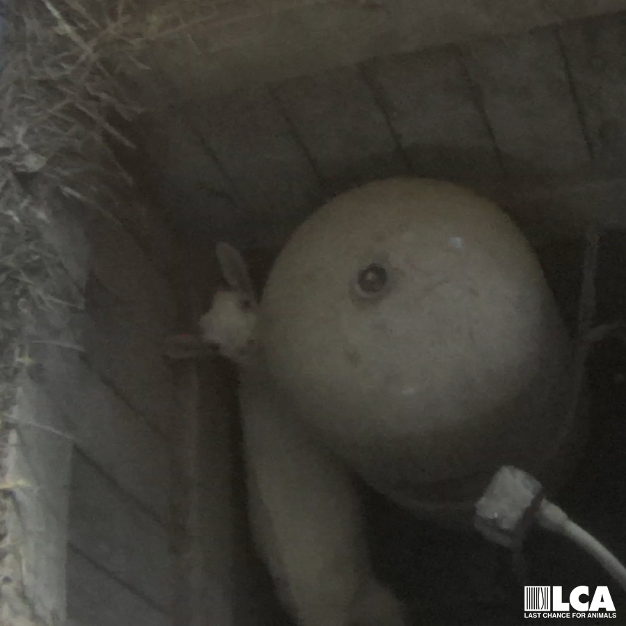 goat fallen into open pit