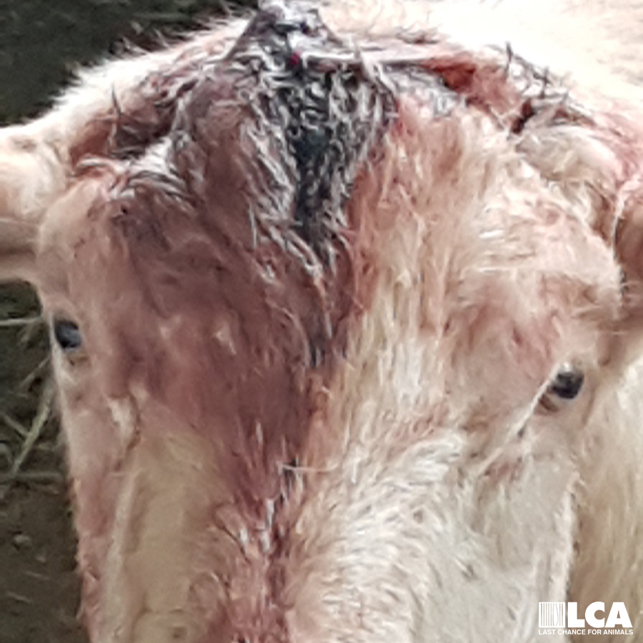 goat with head injury