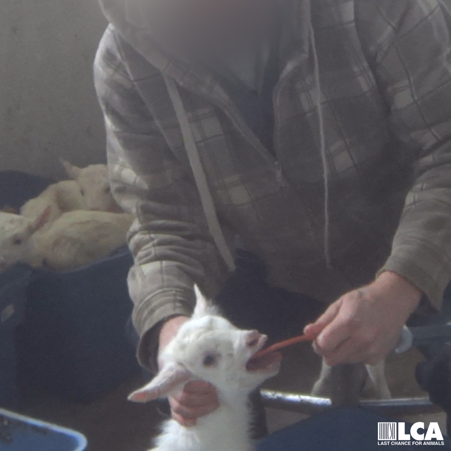 goat with tube down throat