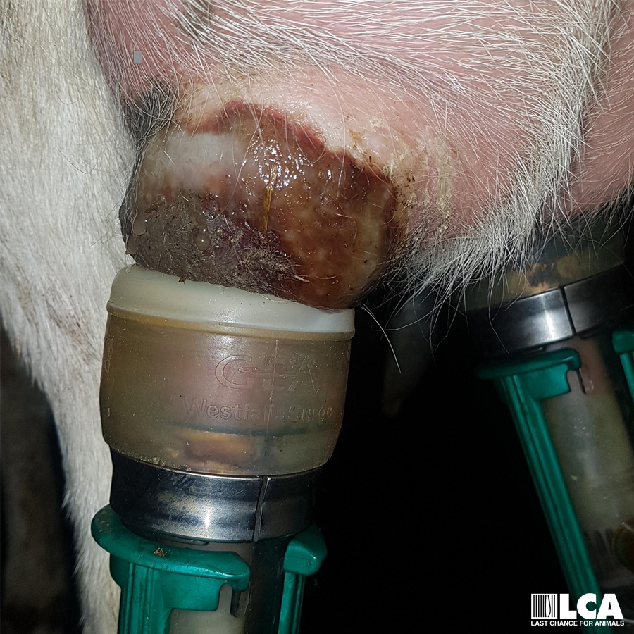 infected goat teat being milked