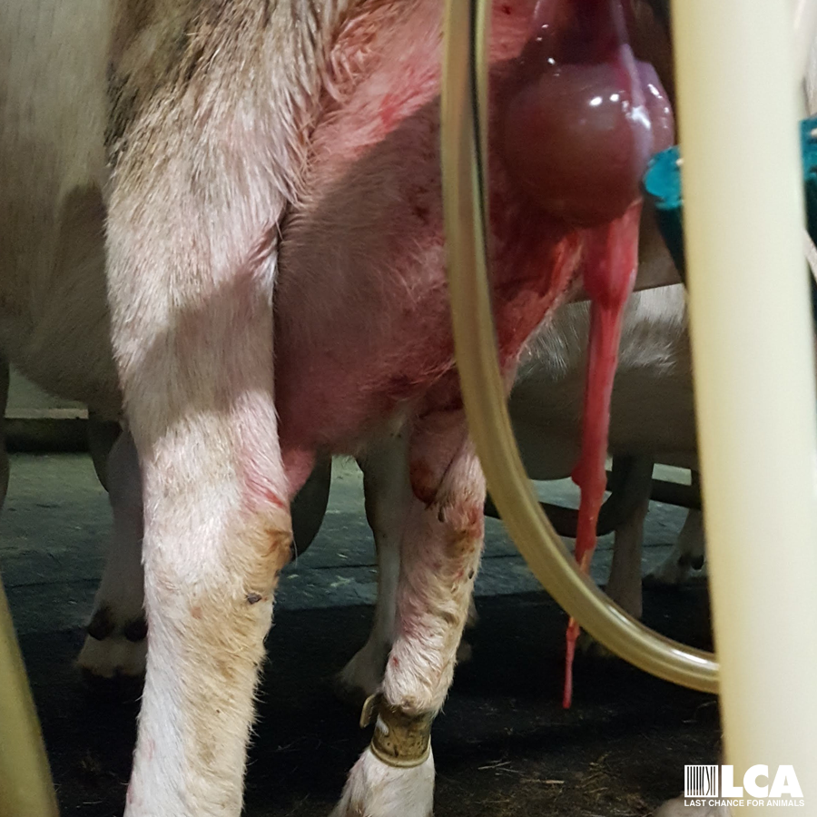 placenta still attached