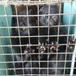 2 mink standing Crop