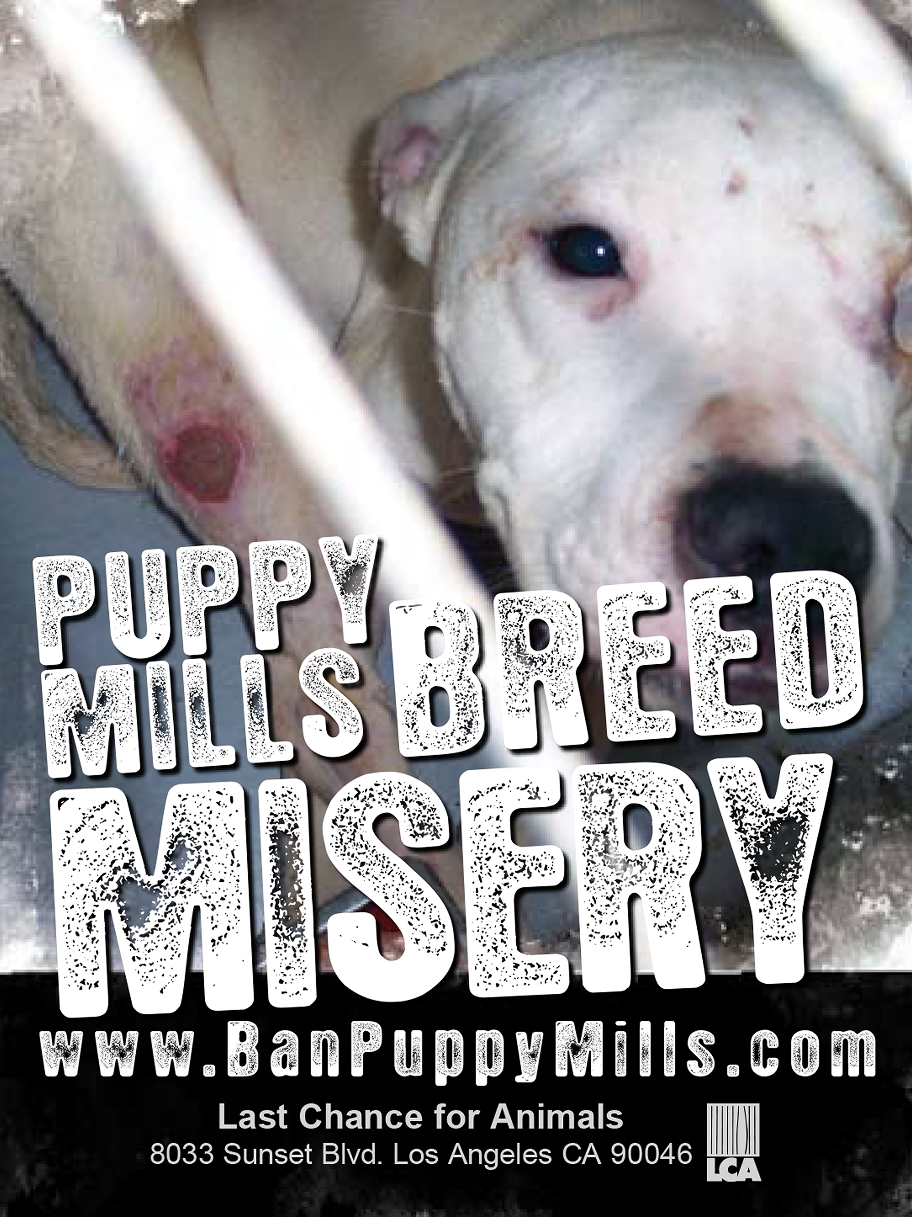 puppy mills breed misery