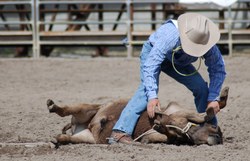 Take Action to Ban the Rodeo in Los Angeles