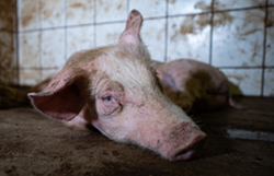 Watch the Italian Pig Farm Investigation