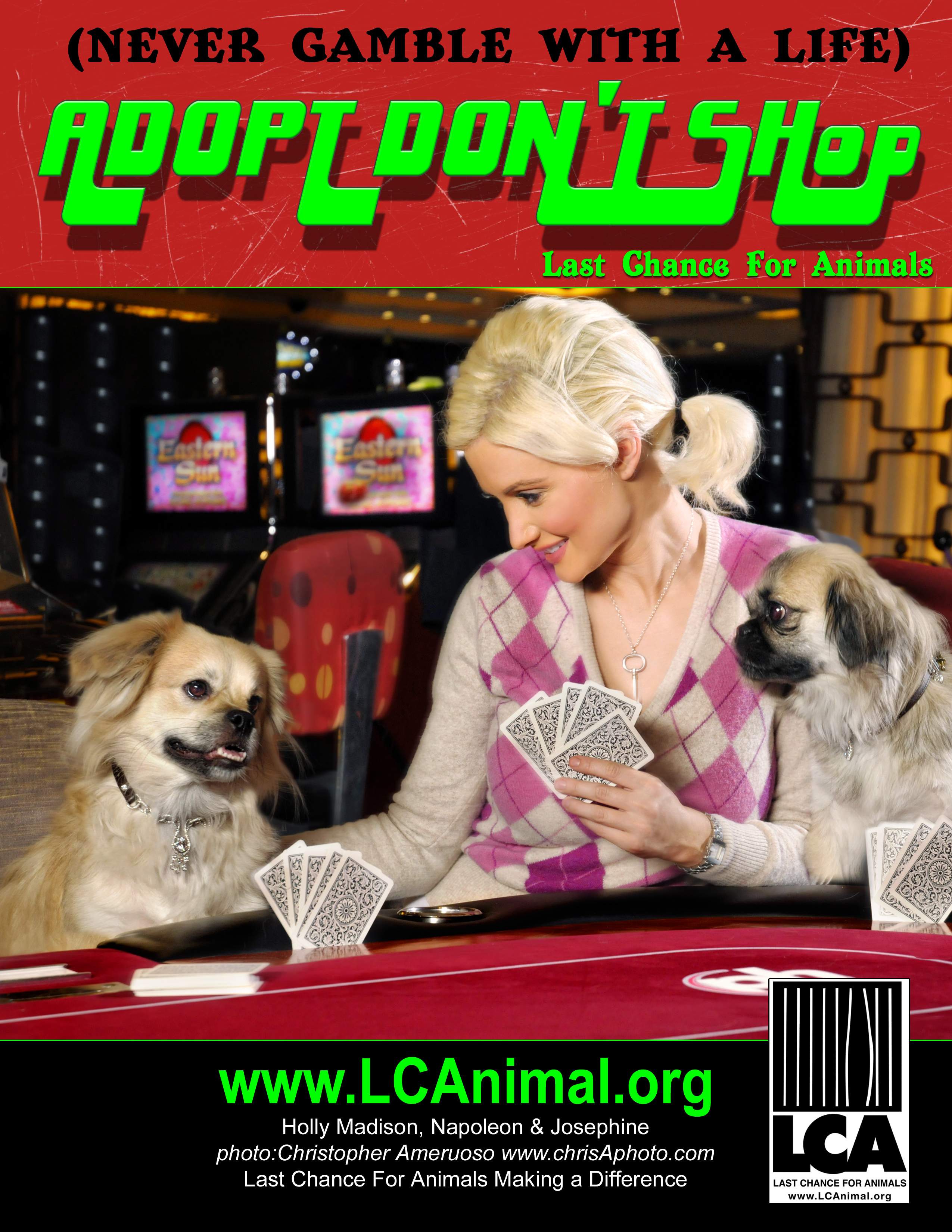adopt dont shop Holly M high res