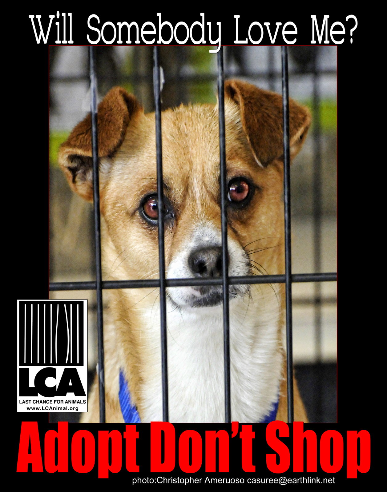 web adopt dont shop