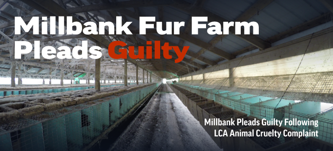 Millbank Guilty Mink Fur Farm