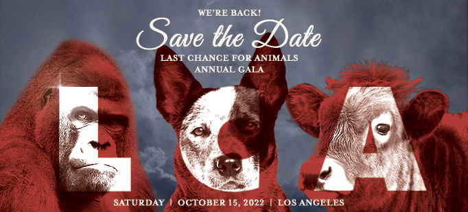 LCA Gala Save The Date Oct 15 2022