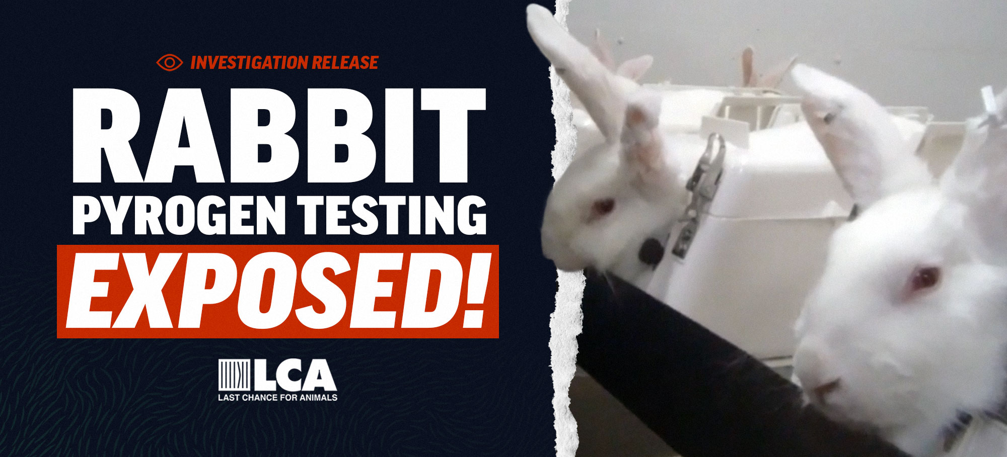Rabbit Testing Investigation