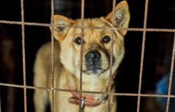 New Undercover Investigation into Dog Trafficking
