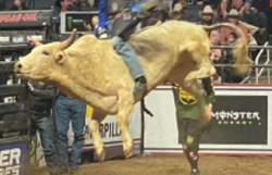 TAKE ACTION: Say NO to the Rodeo