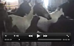 premarin video foals to slaughter